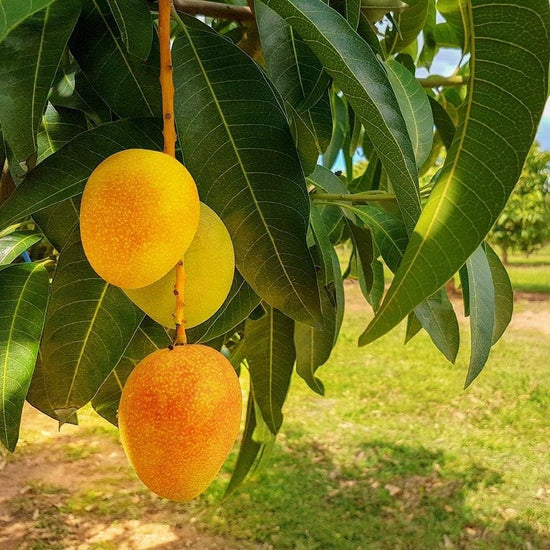 Grafted Mango Tree - Live Fruit Tree in a 3 Gallon Pot - Variety is Grower&
