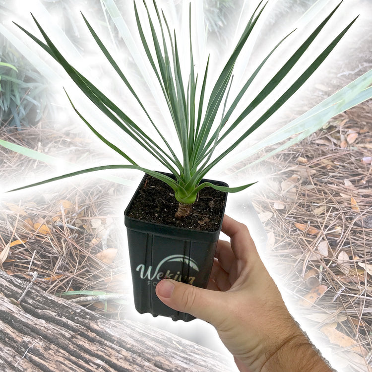growing yucca plants in pots Silver Yucca - Live Plant in a 4 Inch Growers Pot - Starter Plant