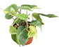 Philodendron - Live Plants in 6 Inch Pots - Rare and Elegant Indoor Houseplant