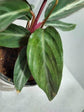 Calathea Prayer Plant - Live Plant in a 2 Inch Pot - Starter Plants - Beautiful and Elegant Easy Care Indoor Houseplants from The Nursery