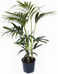 Kentia Palm - Live Plants in 4 Inch Growers Pots - Howea Forsteriana - Beautiful Clean Air Indoor Outdoor Houseplant