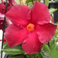 Red Dipladenia Plant - Live Plants in 6 Inch Pots - Beautiful Flowering Easy Care Vine - Tropical Indoor Outdoor Plants from Florida (5 Plants)