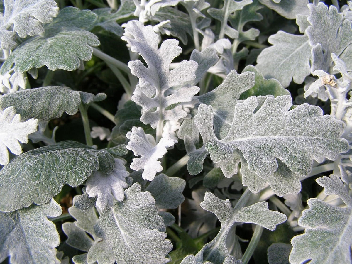 Flo Dasty Silver Dusty Miller Plant - Live Plants in 4 inch Pots - Beautiful Flo ...