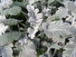 Silver Dusty Miller Plant - Live Plants in 4 inch Pots - Beautiful Flowering Annuals for Gardens and Patios - Finished Plants Ready for The Garden