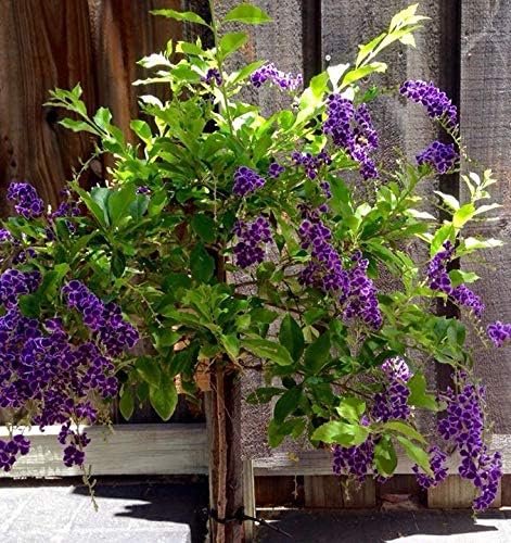 duranta plant in pot Sapphire Showers Duranta - Live Plant in a 10 Inch Pot