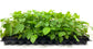 Fig Tree - Live Plant in a 2 Inch Pot - Ficus Carica - Edible Fruit Tree for The Patio and Garden