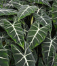 Alocasia - 4 Live Starter Plants in 2 Inch Pots - Alocasia - Florist Quality Air Purifying Indoor Plant - Nature&