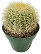 Golden Barrel Cactus - Live Plant in a 10 Inch Pot - Echinocactus Grusonii - Beautiful and Unique Cactus Succulent