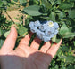 Emerald Blueberry Plant - Live Starter Plants - Vaccinium - Edible Fruit Bearing Tree for The Patio and Garden
