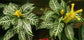 Zebra Plant - 3 Live Plants in 6 Inch Pots - Aphelandra Squarrosa &