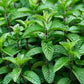 Mojito Mint Plant - Live Plant in a 4 inch Pot - Mentha x Villosa - Indoor Outdoor Edible Herbs for Kitchen Garden