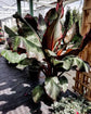 Red Abyssinian Banana Tree - Live Starter Plants - Ensete Maurelii - Fruit Tree for The Patio and Garden