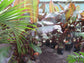 Red Abyssinian Banana Tree - Live Plants in 6 Inch Grower&