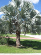 Silver Bismarck Palm - Live Plant in a 5 Gallon Growers Pot - Bismarckia Nobilis - Rare Ornamental Palms of Florida