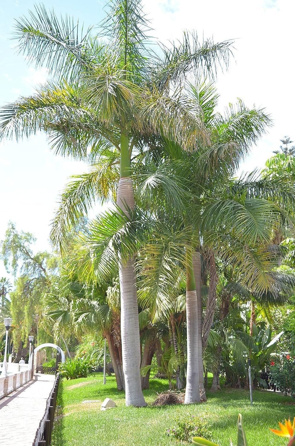 royal palm plant price Royal Palm - Live Starter Plants in 2 Inch Pots - Roystonea Regia