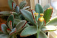 Kalanchoe Chocolate Panda - 4 Live Starter Plants in 2 Inch Pots - Kalanchoe Tomentosa - Drought Tolerant Indoor Outdoor Cacti Succulent Houseplant
