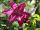 Clematis Westerplatte - Live Plants in 4 Inch Growers Pots - Clematis &