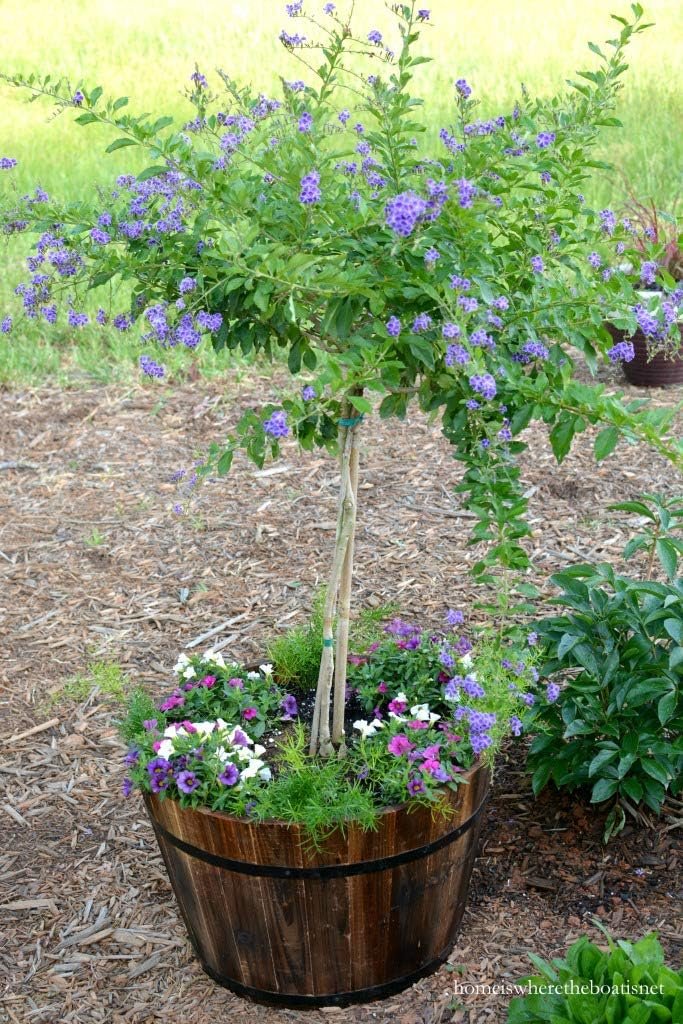 duranta plant in pot Sapphire Showers Duranta - Live Plant in a 10 Inch Pot