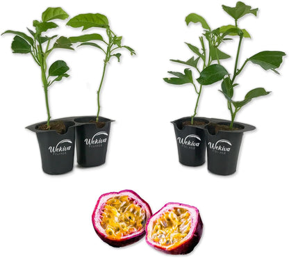 Purple Possum Passion Fruit Plant - 4 Live Starter Plants - Edible Fruit Bearing Vine for The Patio and Garden