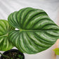 Philodendron - Live Starter Plant - Rare and Elegant Indoor Houseplant