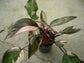 Pink Princess Philodendron - Live Plant in a 4 Inch Pot - Philodendron Erubescens ‘Pink Princess’ - Extremely Rare Indoor Houseplant