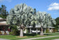 Silver Bismarck Palm - Live Plant in a 5 Gallon Growers Pot - Bismarckia Nobilis - Rare Ornamental Palms of Florida