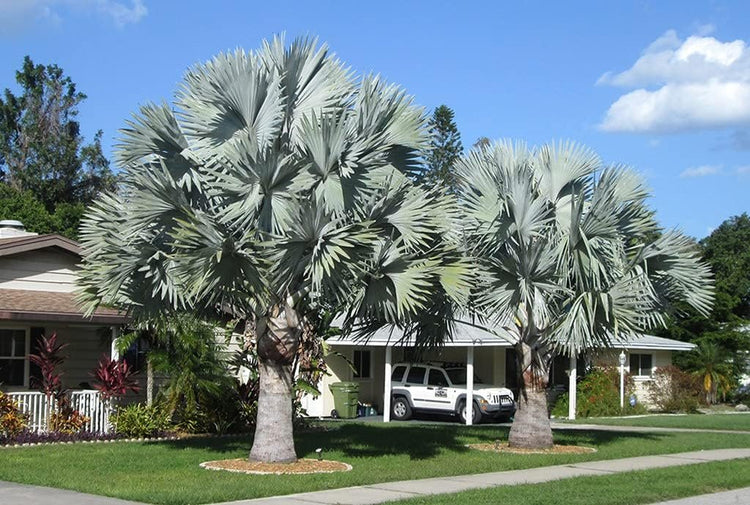 bismarck palm planting Silver Bismarck Palm - Live Plant in a 5 Gallon Growers Pot