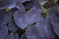 Colocasia Elephant Ear Plant - 4 Live Starter Plants - Colocasia Esculenta - Beautiful Large Leaf Foliage Starter Multipack