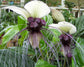 White Bat Flower - Live Plant in a 4 Inch Pot - Not in Bloom When Shipped - Tacca Integrifolia - Extremely Rare and Exotic Flowering Plant