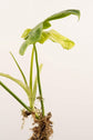 Philodendron - Live Starter Plant - Rare and Elegant Indoor Houseplant