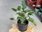 Philodendron - Live Starter Plant - Rare and Elegant Indoor Houseplant