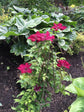 Clematis Westerplatte - Live Plants in 4 Inch Growers Pots - Clematis &