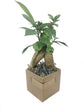 Bonsai Metal Stripe Planter - Live Plants in 3 Inch Decorative Pots - Plant Variety is Grower&