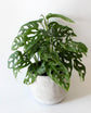 Monstera Swiss Cheese Plant - Live Plant in a 6 Inch Pot - Monstera Adansonii - Beautiful Easy to Grow Air Purifying Indoor Plant