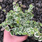Ficus Tree - Live Starter Plants in 2 Inch Pots - Stunning Easy Care Interior Houseplant