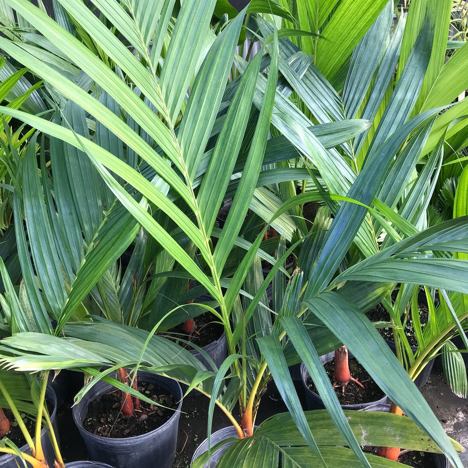 areca palm nz Wekiva Foliage Orange Crownshaft Palm Tree-Live Plant in a 10 in. Pot-Areca Vestiaria-Extremely Rare Ornamental Palms