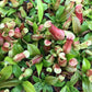 Carnivorous Tropical Plants - Live Starter Plants in 2 Inch Pots - Beautiful Easy Care Indoor Tropical Carnivorous Plants