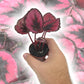 Red Kiss Begonia - Live Starters in 2 Inch Pots - Begonia Rex &