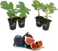 Fig Tree - 4 Live Starter Plants - Ficus Carica - Edible Fruit Tree for The Patio and Garden