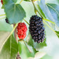 Dwarf Everbearing Mulberry Tree - 10 Live Starter Plants - Edible Fruit Tree for The Patio and Garden