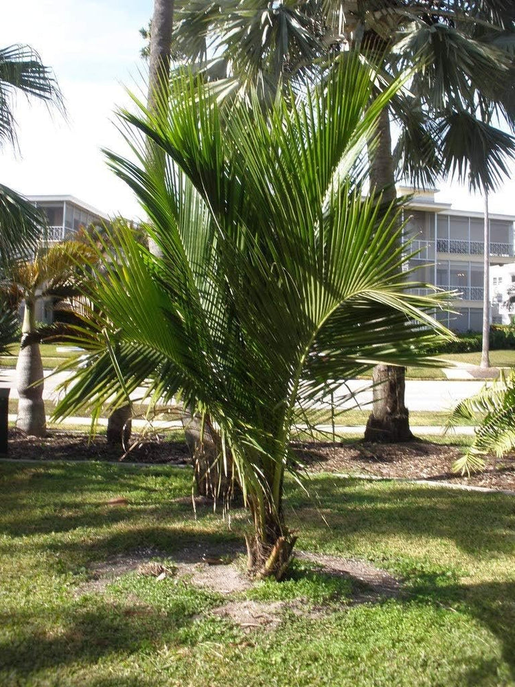 frozen coconut palm High Plateau Coconut Palm - Live Plants in 4 Inch Pots