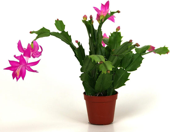 Christmas Cactus - Live Plants in 4 Inch Pots - Schlumbergera Bridgesii - Beautiful Indoor Tropical Succulent
