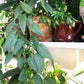 Cebu Blue Pothos - Live Plant in a 4 Inch Pot - Epipremnum pinnatum &
