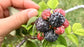 Raspberry Plant - Live Plants in 2 Inch Pots - Grow Your Own Fruits - Garden Or Patio