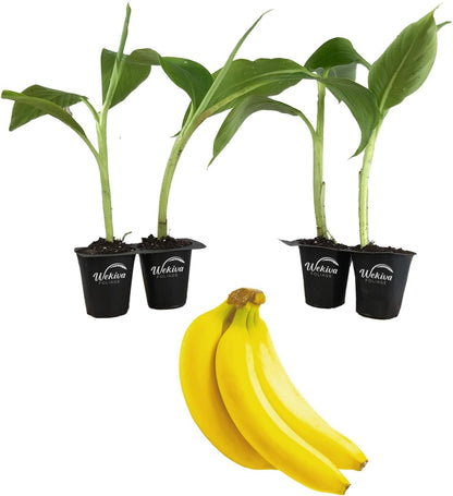 Banana Tree - 4 Live Starter Plants - Musa - Edible Fruit Bearing Tree for The Patio and Garden