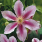 Clematis Piilu Little Duckling - Live Plants in 4 Inch Growers Pots - Clematis Piilu Little Duckling - Starter Plants Ready for The Garden - Beautiful Violet and Pink Flowering Vine