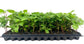 Apache BlackBerry Plant - Live Plant in a 2 Inch Pot - Rubus - Fruit Trees for The Patio and Garden