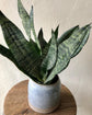 Snake Plant - Live Plant in a 4 Inch Pot - Sansevieria Superba - Beautiful and Elegant Easy Care Indoor Houseplants