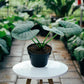 Alocasia - 4 Live Starter Plants in 2 Inch Pots - Alocasia - Florist Quality Air Purifying Indoor Plant - Nature&