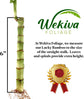 Lucky Indoor Bamboo - Live Plants - Ships Bare Root - 6 Inch Straight Stalks - Air Purifying Feng-Shui Zen Garden Houseplants